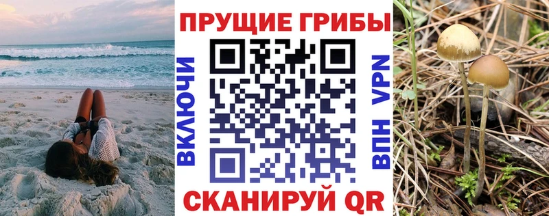 Галлюциногенные грибы Psilocybe  купить  сайты  Кораблино 